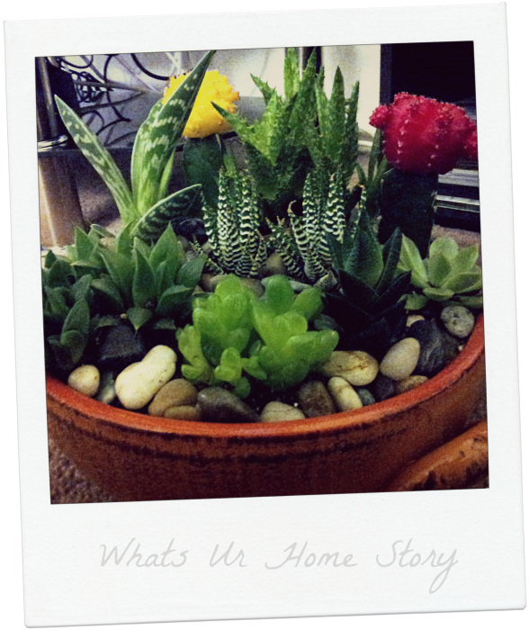 Reader Showcase: Succulents