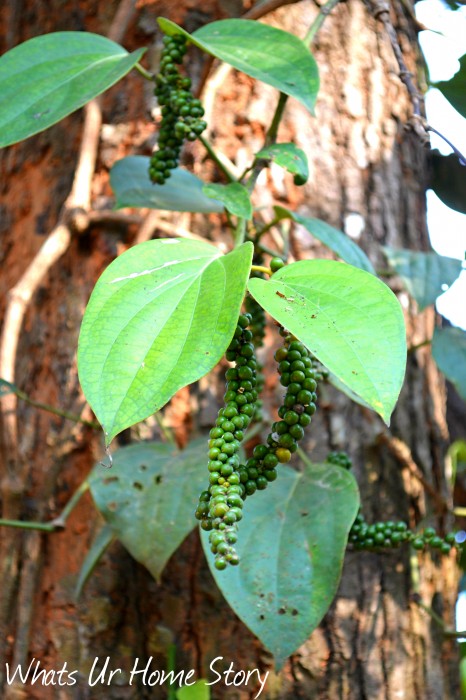 Whats Ur Home Story :Pepper plant