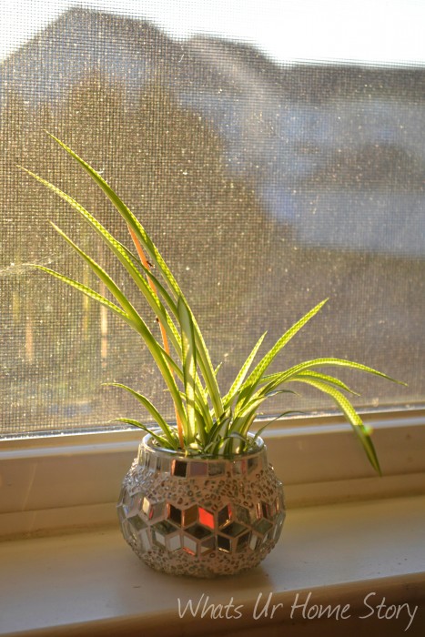 Whats Ur Home Story: Growing spider plants in water