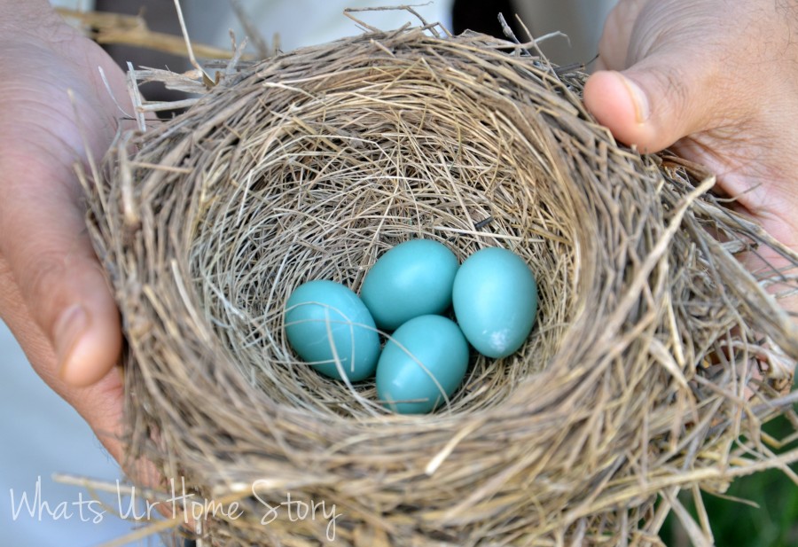 Robin's nest, robin'sblue eggs
