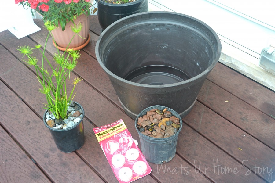 My Mini Pond Garden is Back in Business