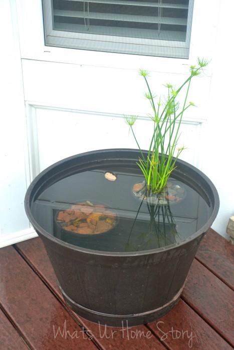 Whats Ur Home Story:Container water garden, dwarf papyrus