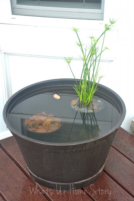 My Mini Pond Garden is Back in Business