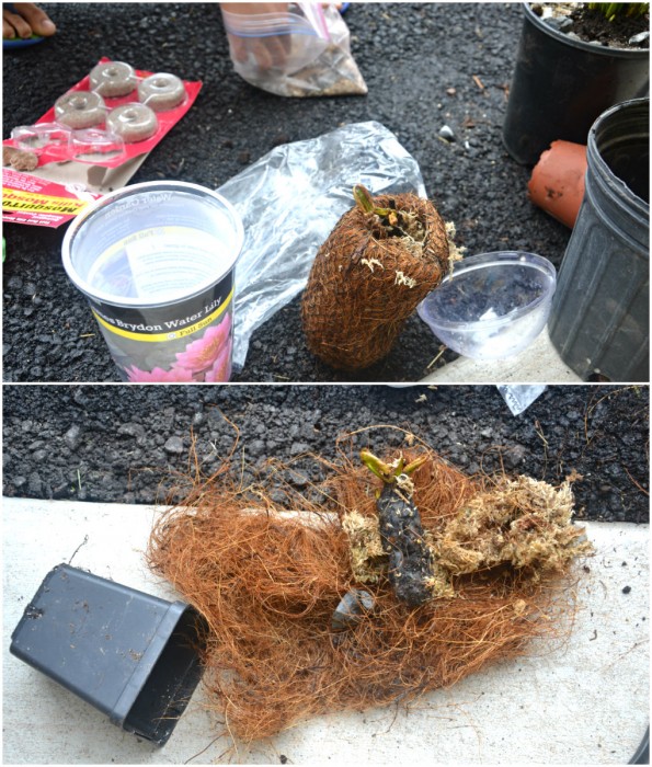 My Mini Pond Garden is Back in Business | Whats Ur Home Story
