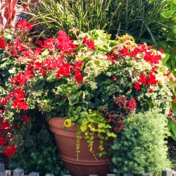 Container garden