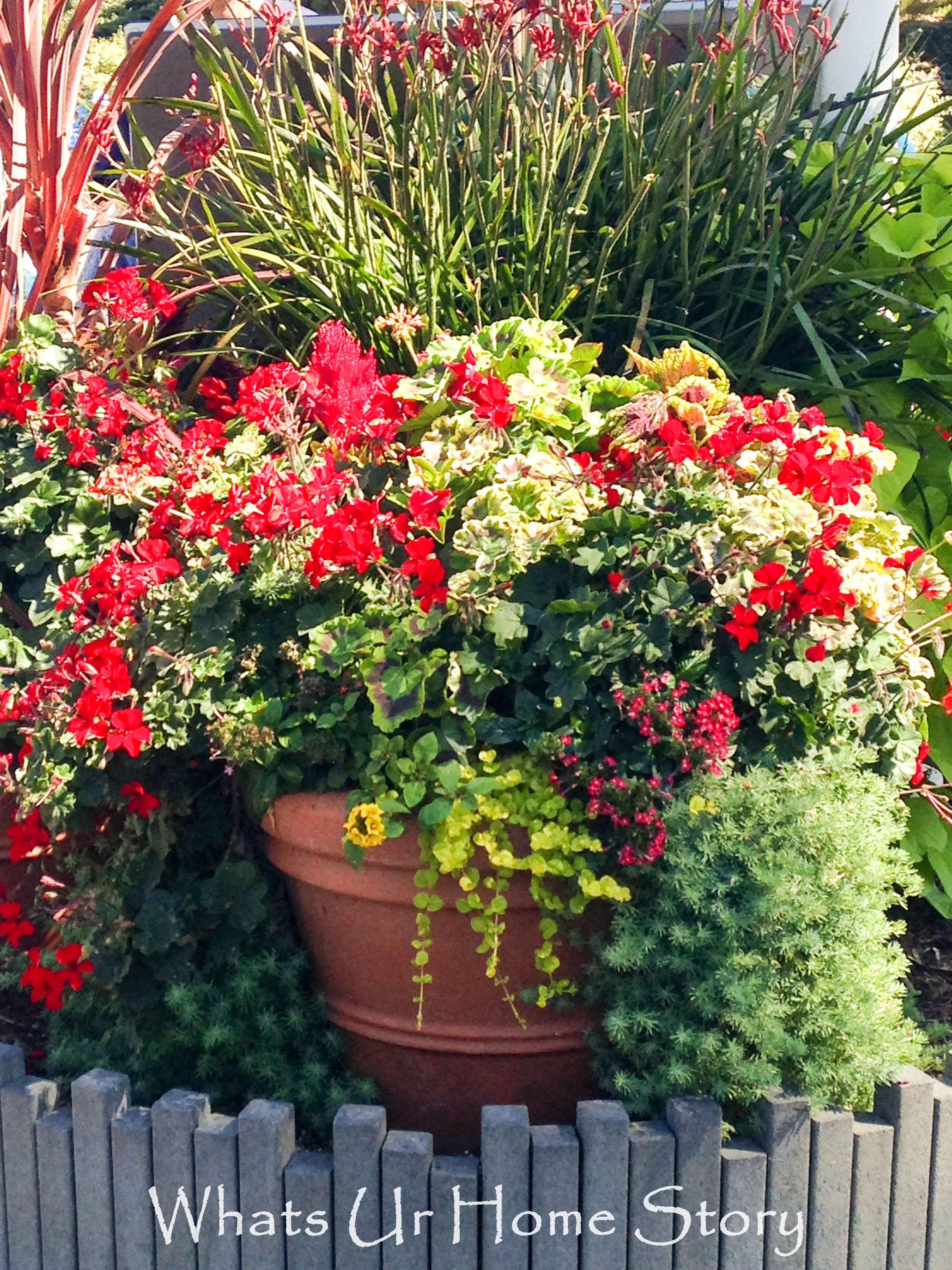 Container garden