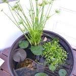 Whats Ur Home Story: Container Water garden, papyrus , blue moneywort, grow water lily on the deck