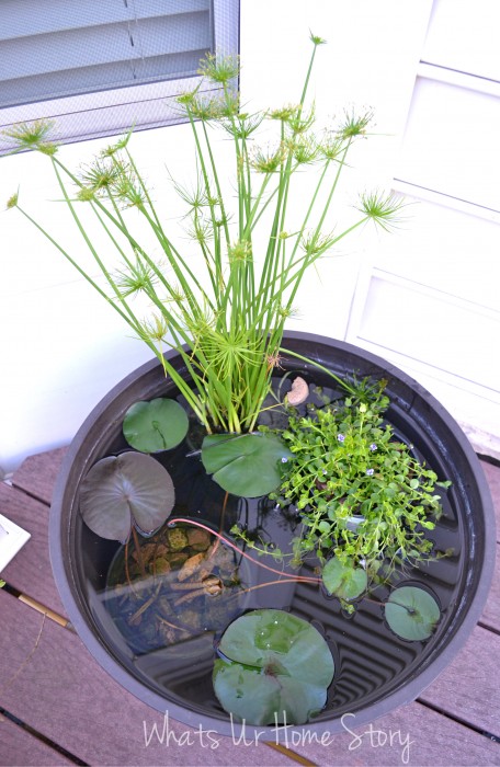 Whats Ur Home Story: Container Water garden, papyrus , blue moneywort, grow water lily on the deck