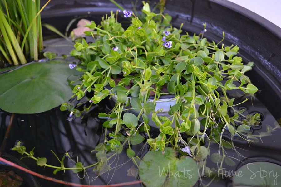 Container Water Garden Progress Report