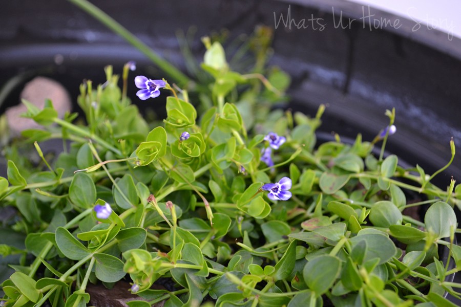 Container Water Garden Progress Report