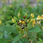 Whats Ur Home Story : Japanese Beetle, knockout roses eaten by Japanese Beetles,