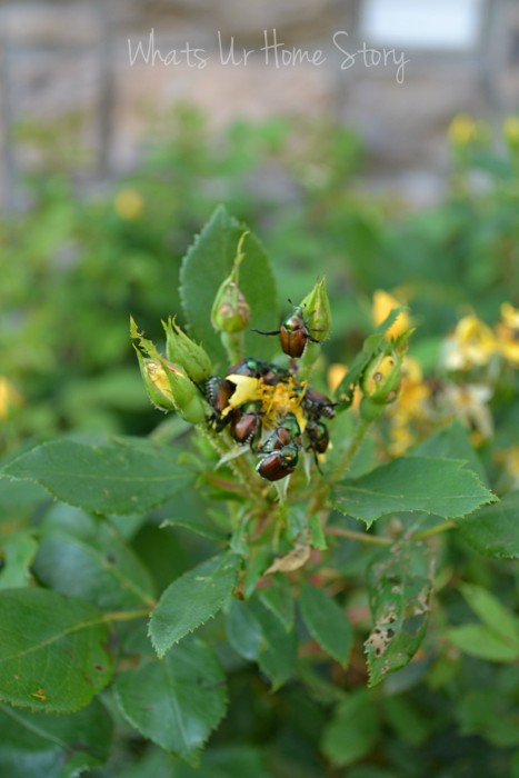Whats Ur Home Story : Japanese Beetle, knockout roses eaten by Japanese Beetles,