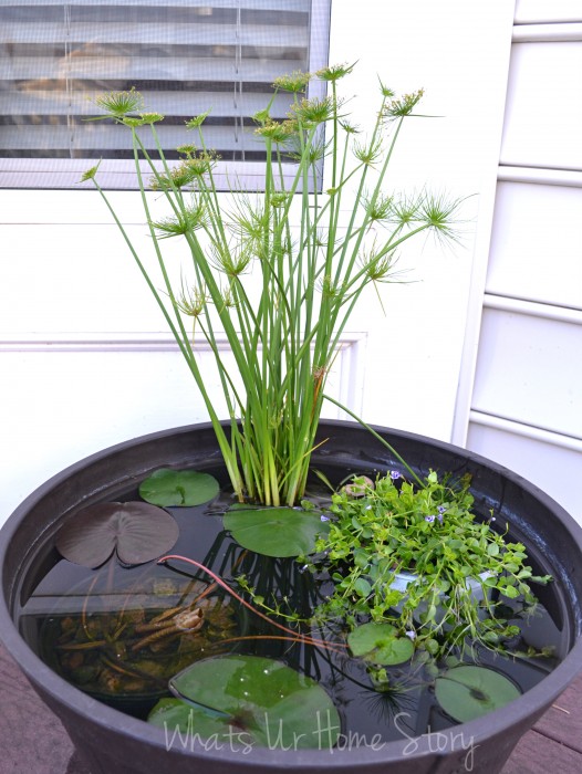 Container Water Garden Progress Report