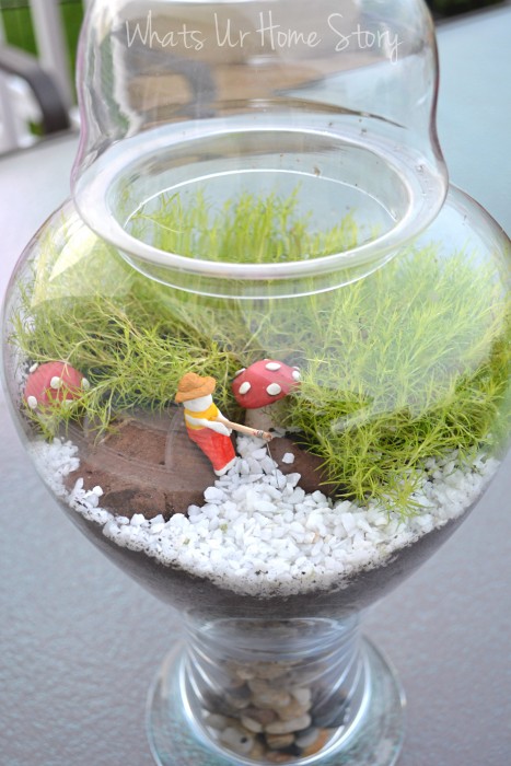 Whats Ur Home Story: aurea scotch moss, moss terrarium tutorial