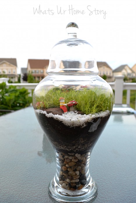 Yet Another Moss Terrarium