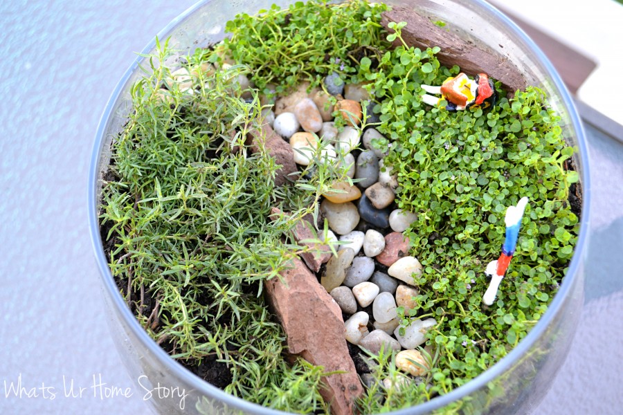 Miniature Garden Terrarium