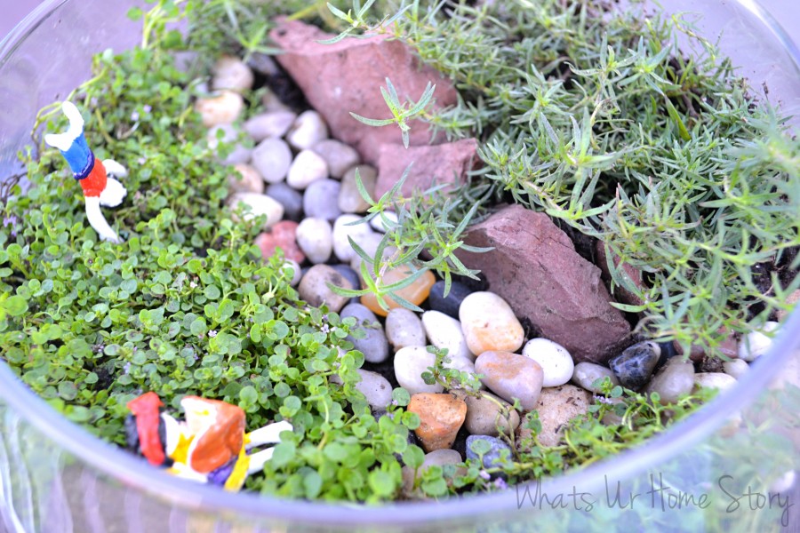 Miniature Garden Terrarium