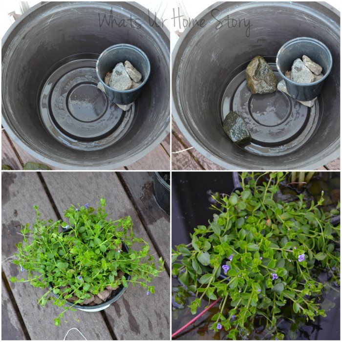 Container Water Garden Progress Report