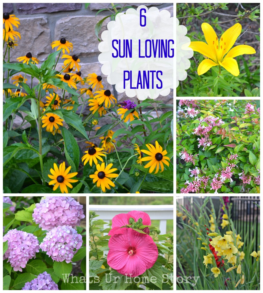 Garden Talk   6 Sun Loving Plants