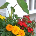 Whats Ur Home Story: Dianthus, elephant ear, container gardening, marigolds in a planter
