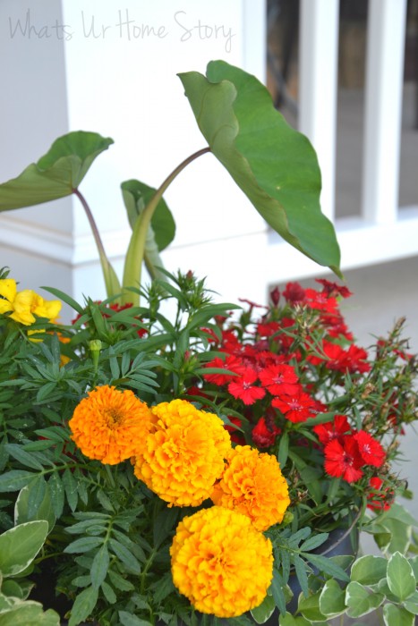 Whats Ur Home Story: Dianthus, elephant ear, container gardening, marigolds in a planter