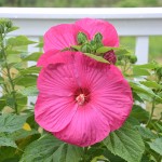 Whats Ur Home Story: Dinner plate hibiscus