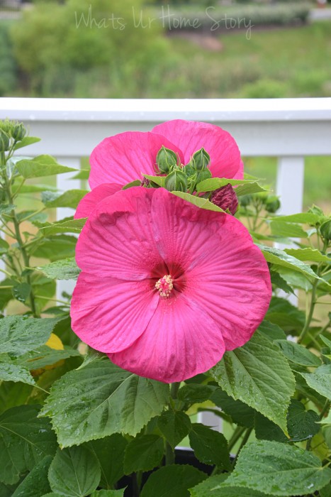 Whats Ur Home Story: Dinner plate hibiscus