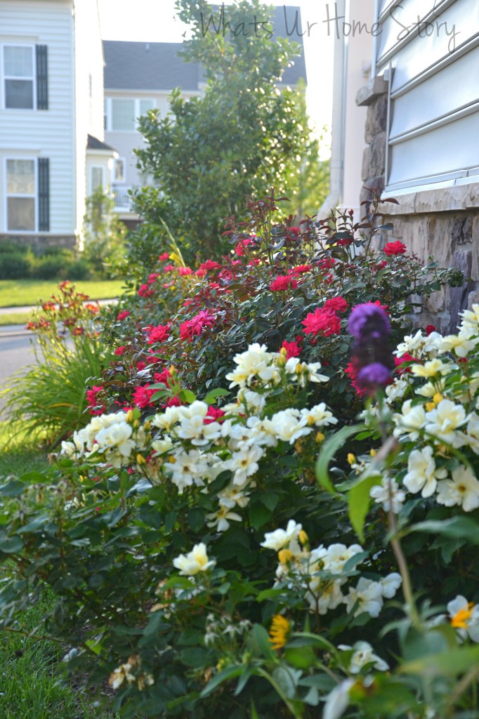 Pruning Knockout Roses