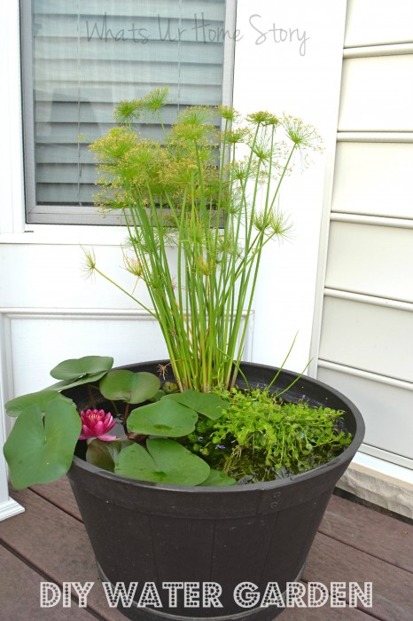 How to Grow Water Lilies on Your Deck