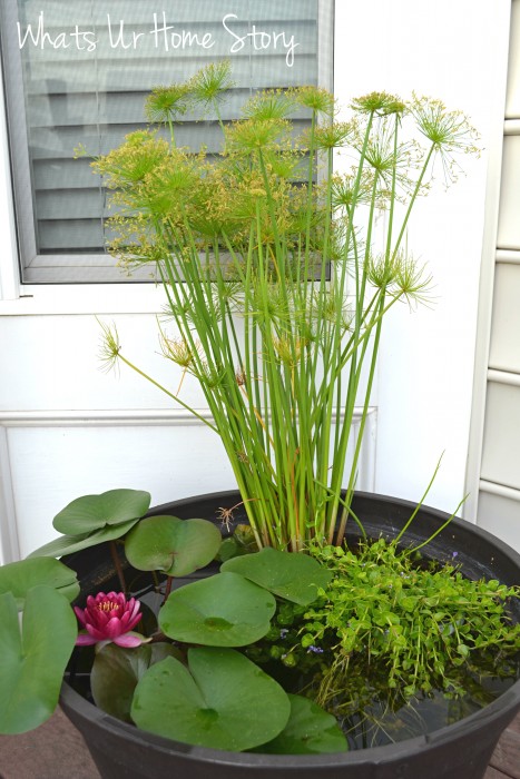 How to Grow Water Lilies on Your Deck