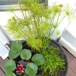 DIY Water Garden, how to make a water garden on the deck; water lily, dwarf papyrus, blue moneywort