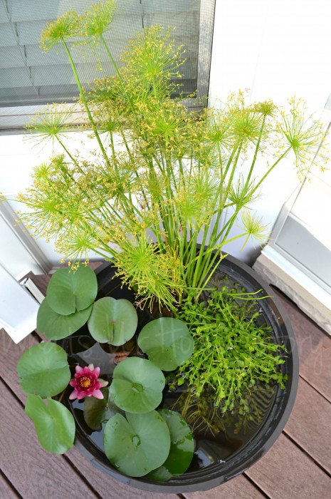 DIY Water Garden, how to make a water garden on the deck; water lily, dwarf papyrus, blue moneywort