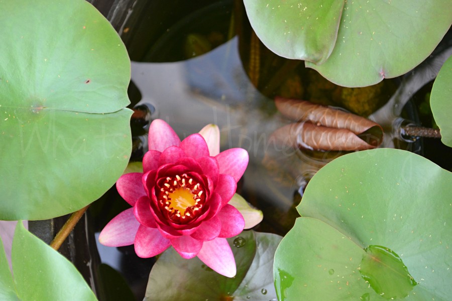 How to Grow Water Lilies on Your Deck