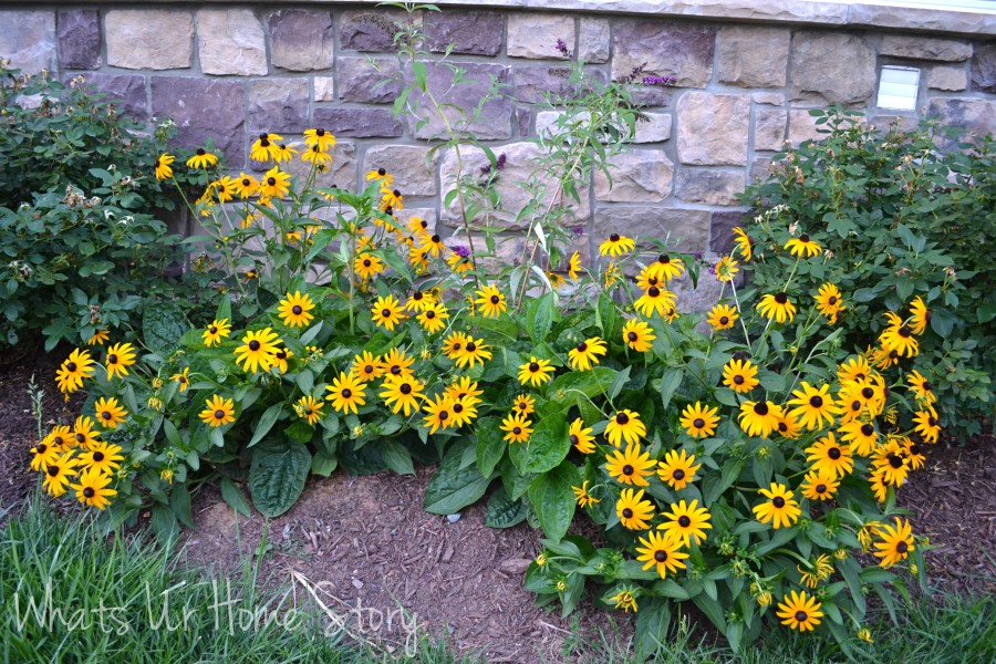 Garden Talk   6 Sun Loving Plants