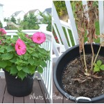 Whats Ur Home Story: Hibiscus wilt disease