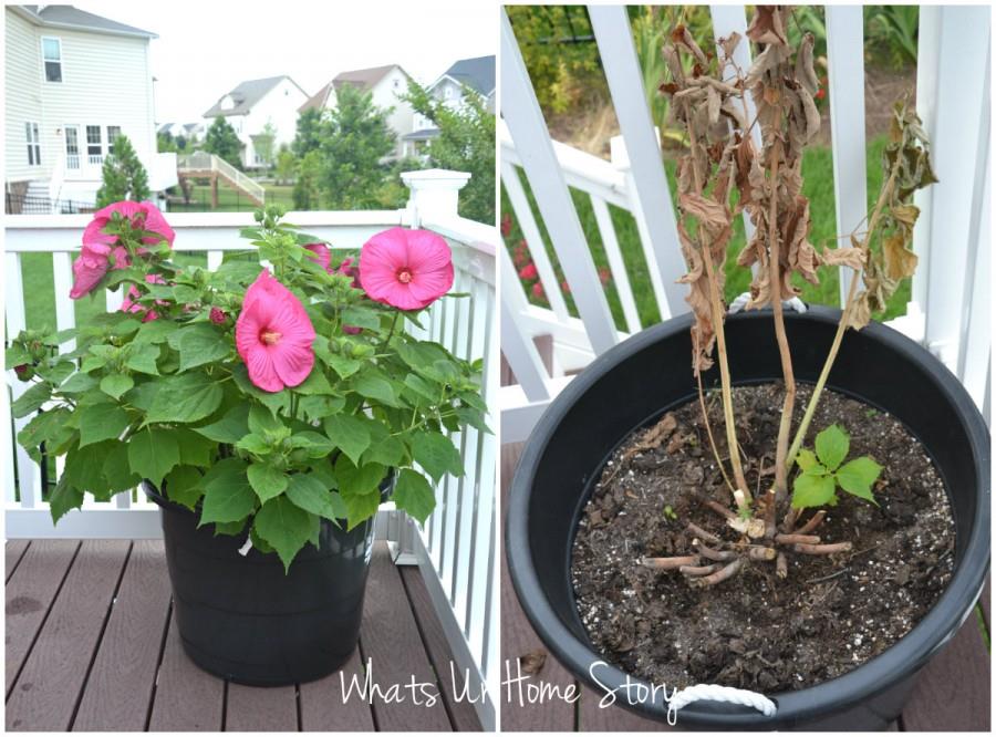 Whats Ur Home Story: Hibiscus wilt disease