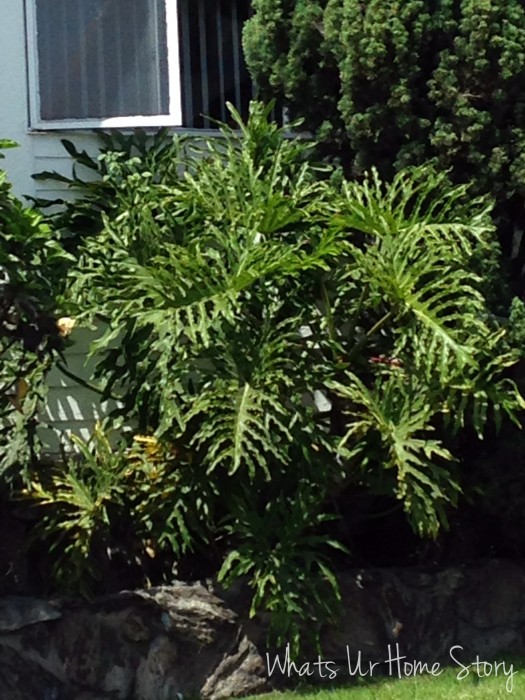 Southern California Plants