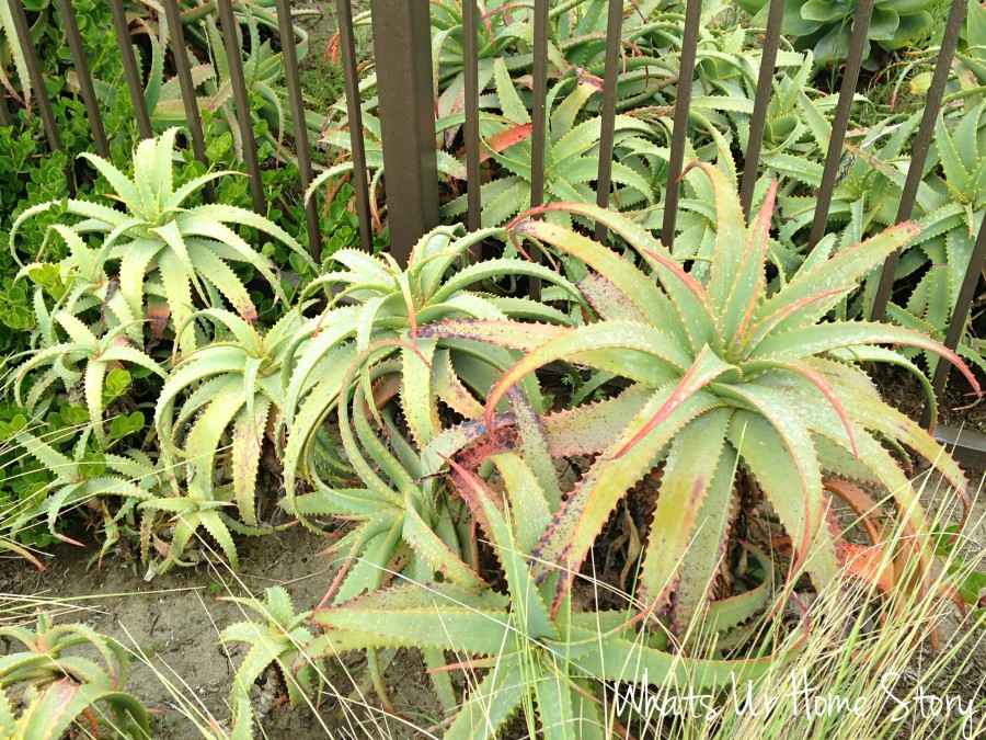 Southern California Plants