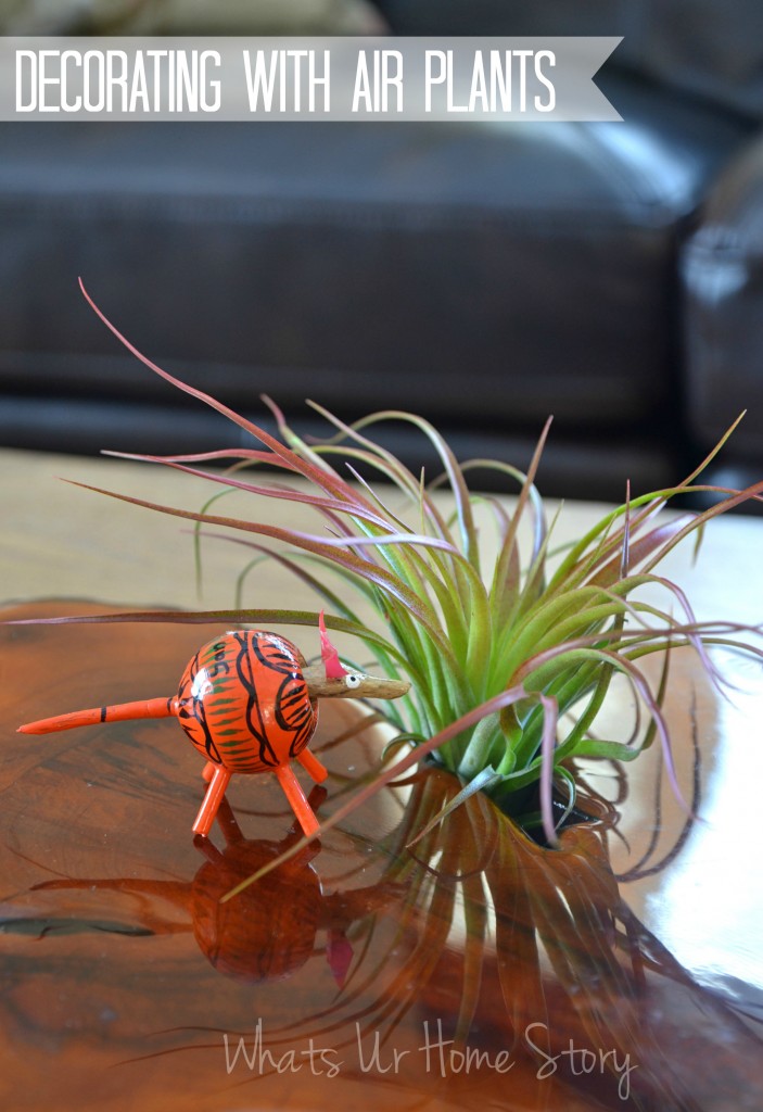 One Air Plant (Tillandsia) Five Different Ways