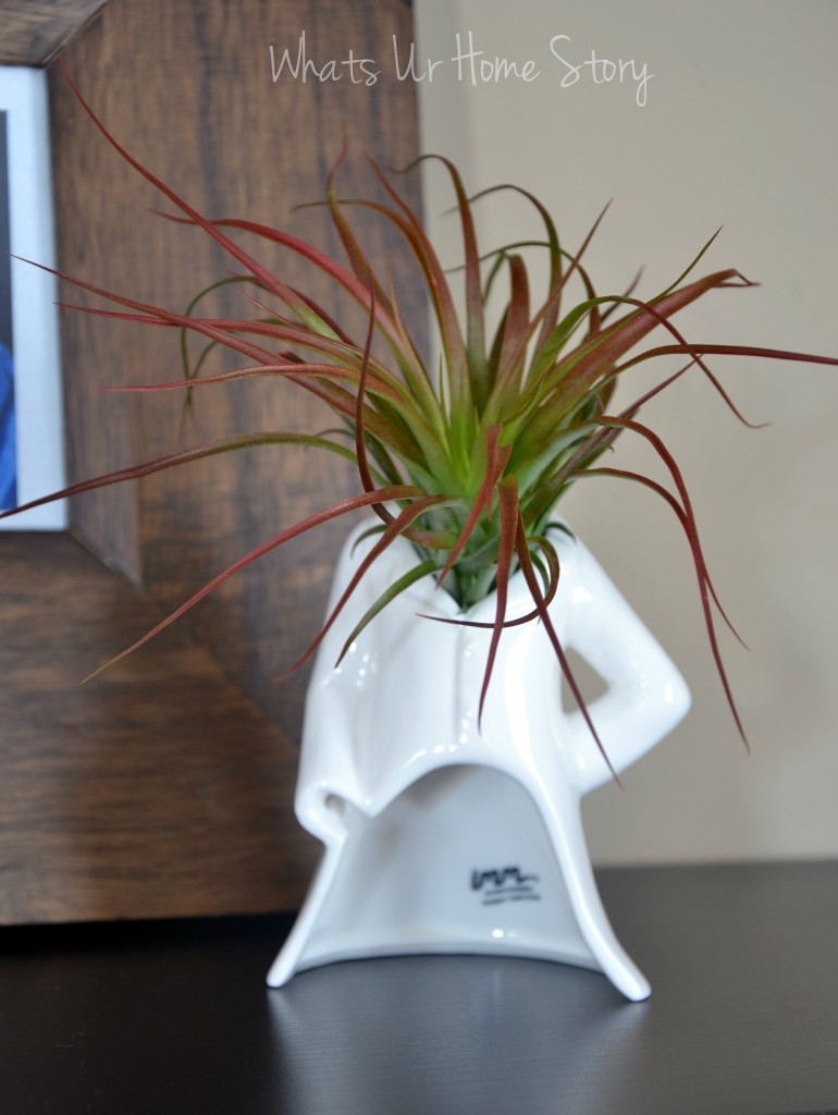 One Air Plant (Tillandsia) Five Different Ways