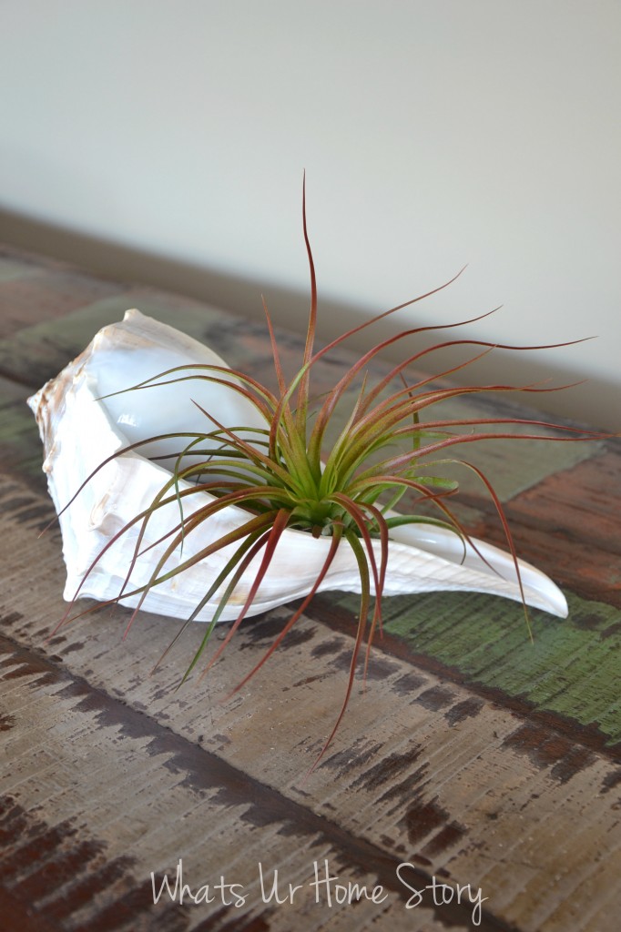 One Air Plant (Tillandsia) Five Different Ways