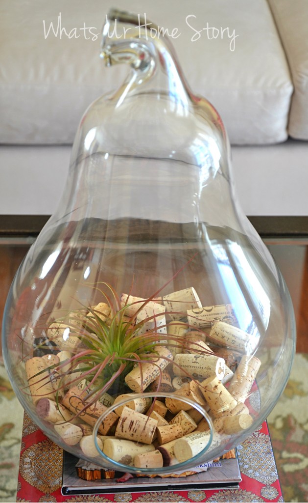 One Air Plant (Tillandsia) Five Different Ways