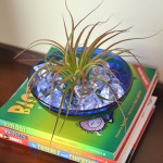 decorating with air plants, Tillandsia, air plant terrarium