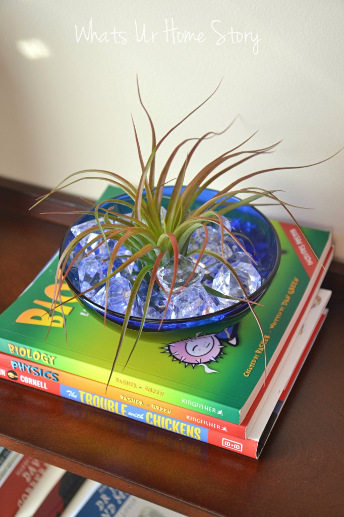 One Air Plant (Tillandsia) Five Different Ways