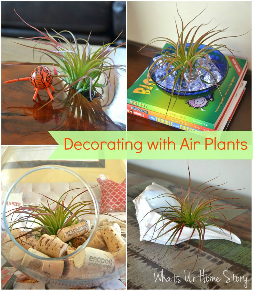 One Air Plant (Tillandsia) Five Different Ways