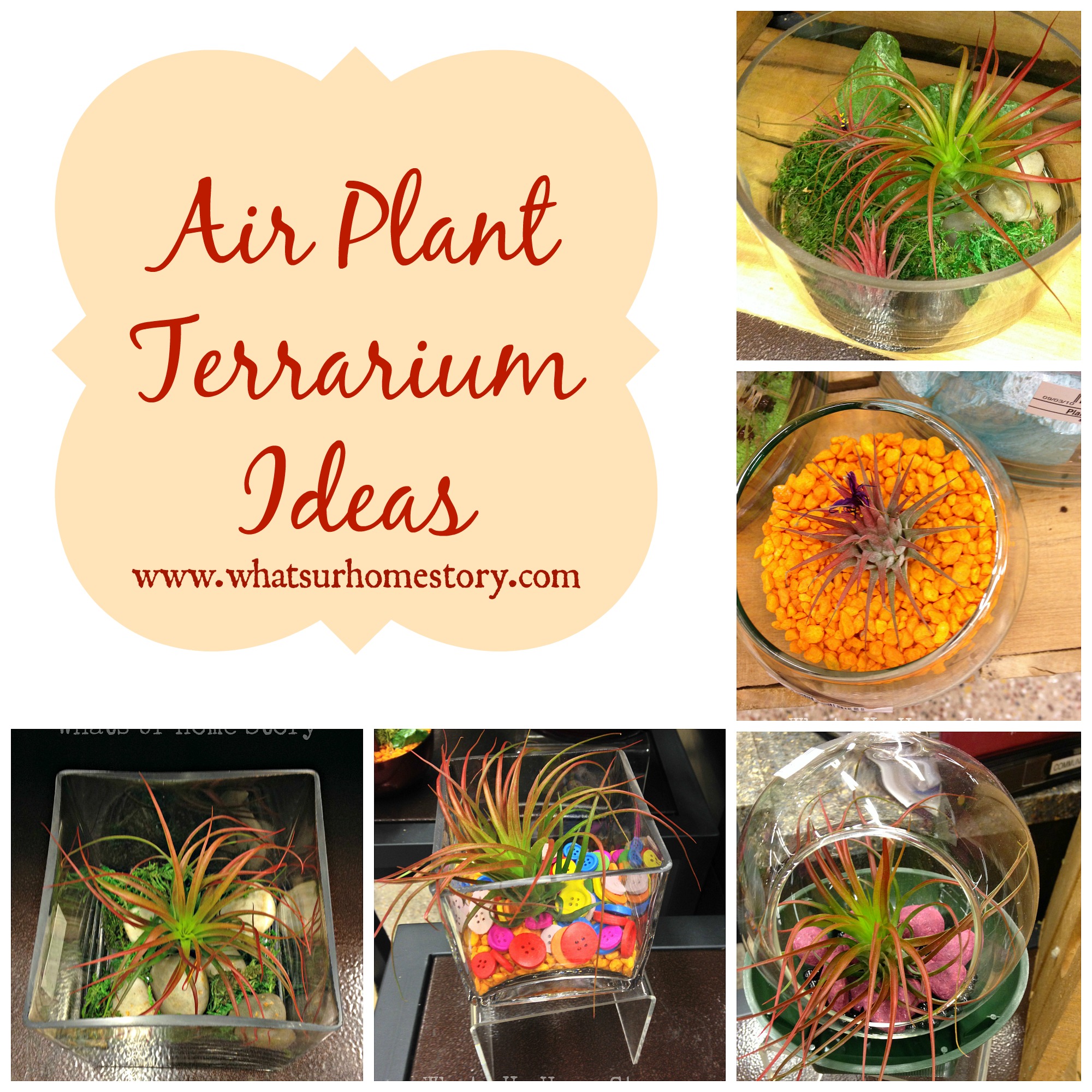 Air plant terrarium ideas