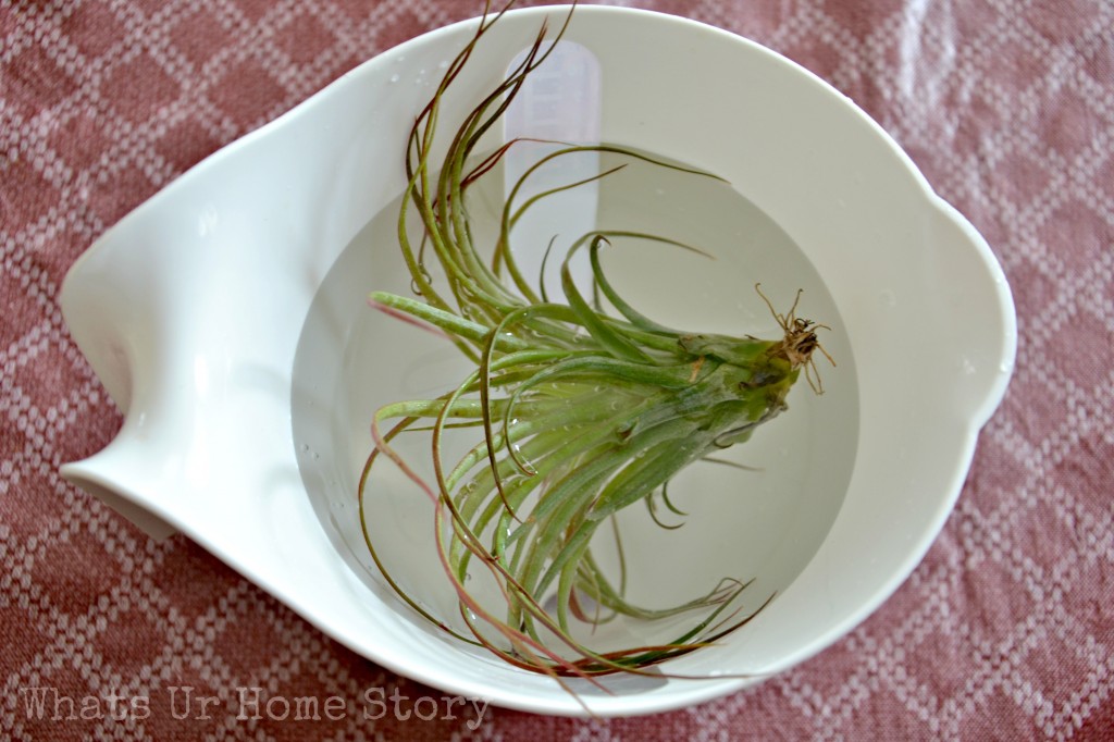 How to Care for Air Plants