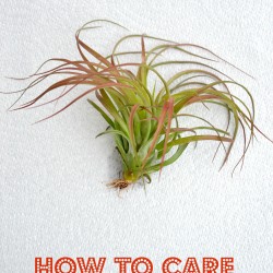 How to care for air plants, grow air plants, air plant care
