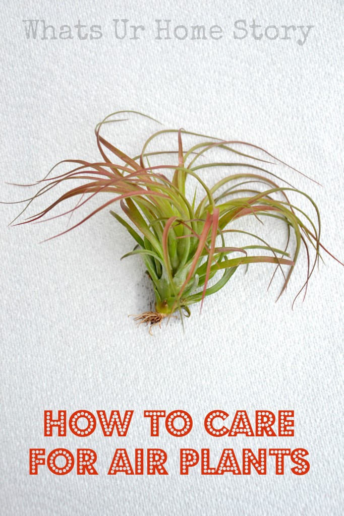 How to Care for Air Plants