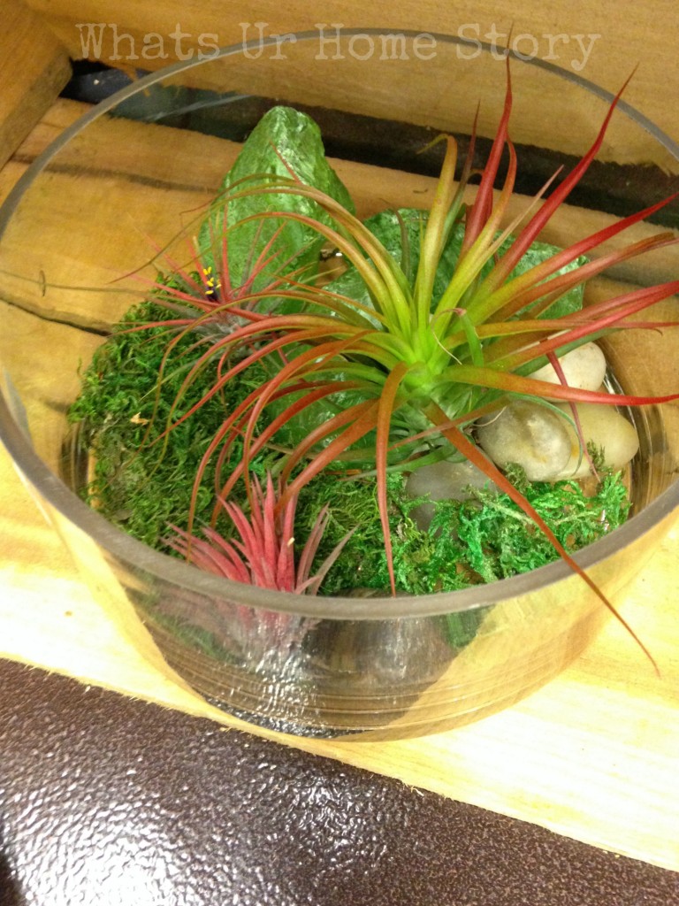 Air Plant Terrarium Ideas